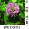 Red Clover P.E.